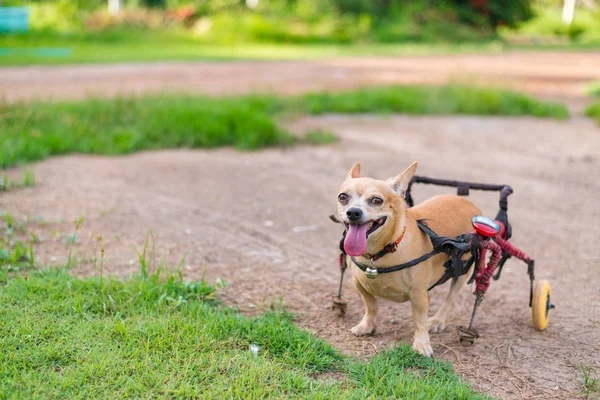車椅子やカートの芝生のフィールドで歩いているかわいい犬 — ストック写真