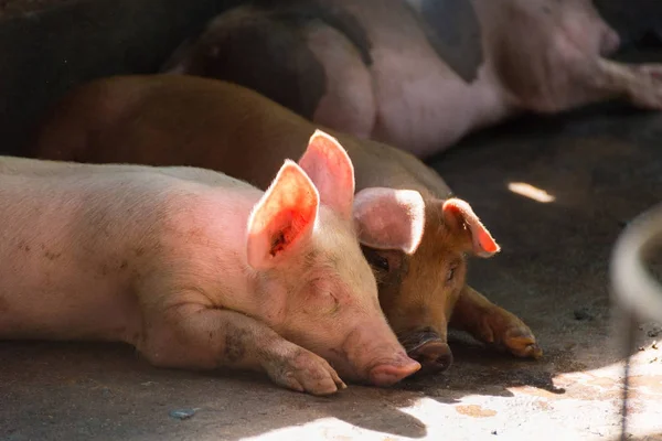 Grupo de porcos dormindo comendo na fazenda . — Fotografia de Stock