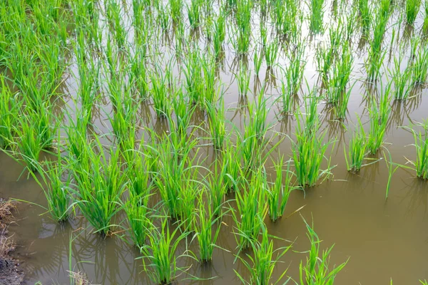 Pirinç Filiz pirinç alan içinde. Fidan yeşil arka plan pirinç