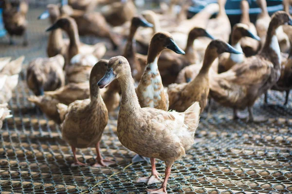 Ördekler çiftliğinde, Tayland'da Tarım geleneksel grup.