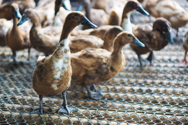Ördekler çiftliğinde, Tayland'da Tarım geleneksel grup.