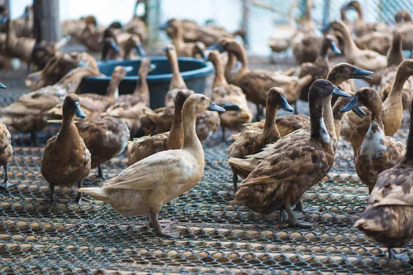 Ördekler çiftliğinde, Tayland'da Tarım geleneksel grup.
