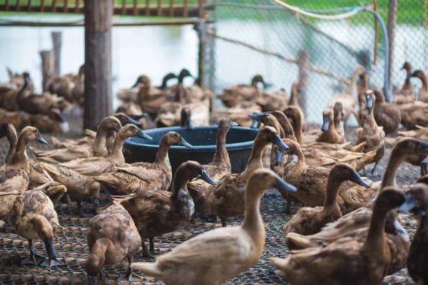 Grupo de patos na fazenda, agricultura tradicional na Tailândia . — Fotografia de Stock