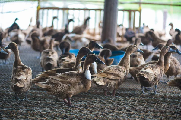 Ördekler çiftliğinde, Tayland'da Tarım geleneksel grup.