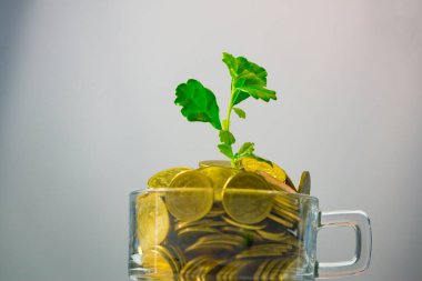 Bir bardak kahve, inci, altın sikkeler üzerinde büyüyen küçük bitki