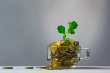 Bir bardak kahve, inci, altın sikkeler üzerinde büyüyen küçük bitki