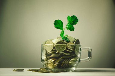 Bir bardak kahve, inci, altın sikkeler üzerinde büyüyen küçük bitki