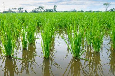 Pirinç Filiz pirinç alan içinde. Fidan yeşil arka plan pirinç