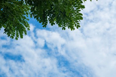 Ormandaki ağaçların üzerinde gökyüzü 