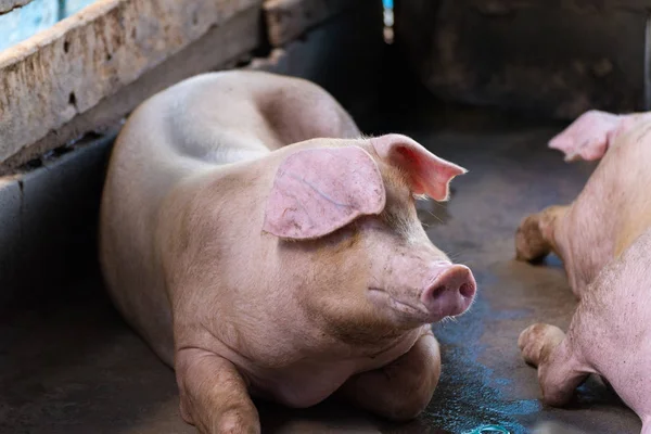 Group of pig sleeping eating in the farm.