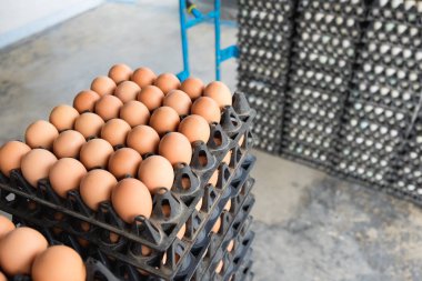 Satılık korunmuş paket tavuk çiftliğinde yumurta.