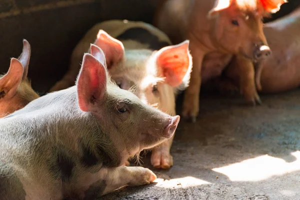 Group of pig sleeping eating in the farm. — Stock Photo, Image