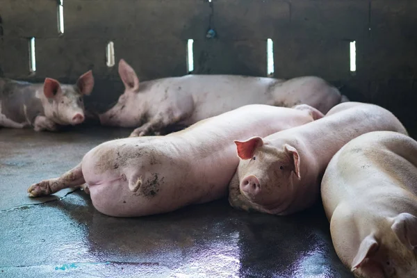 Grupo de porcos dormindo comendo na fazenda . — Fotografia de Stock