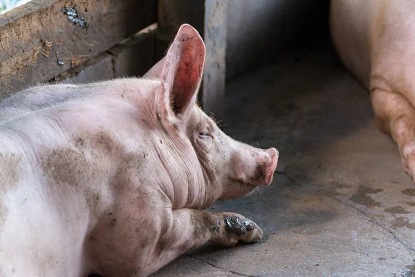 Grupo de porcos dormindo comendo na fazenda . — Fotografia de Stock