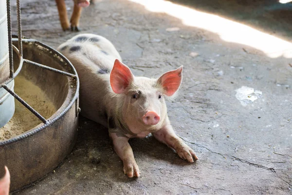 Group of pig sleeping eating in the farm. — Stock Photo, Image