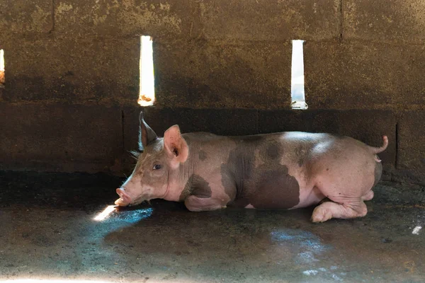 Группа свиней, спящих на ферме . — стоковое фото