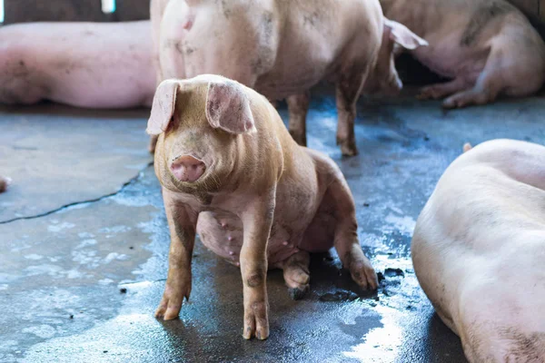 Grupo de porcos dormindo comendo na fazenda . — Fotografia de Stock