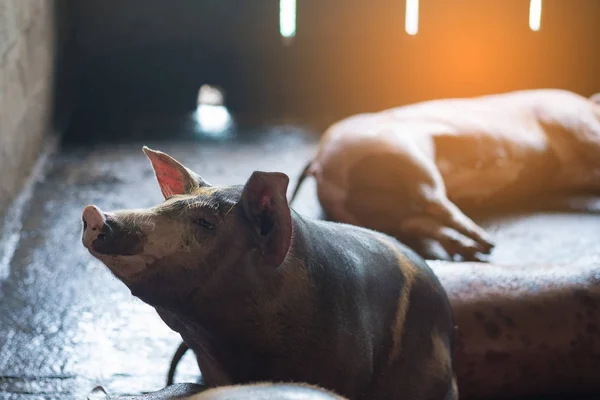 Grupo de porcos dormindo comendo na fazenda . — Fotografia de Stock