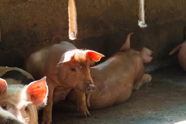 Grupo de porcos dormindo comendo na fazenda . — Fotografia de Stock