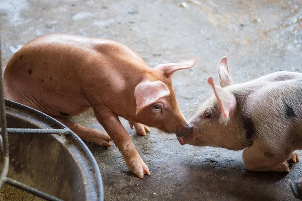 Grupo de porcos dormindo comendo na fazenda . — Fotografia de Stock