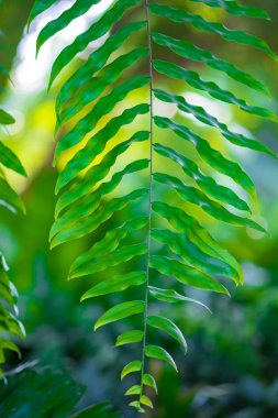 Yeşil yaprak üzerinde bulanıklık yeşil arka plan bokeh.