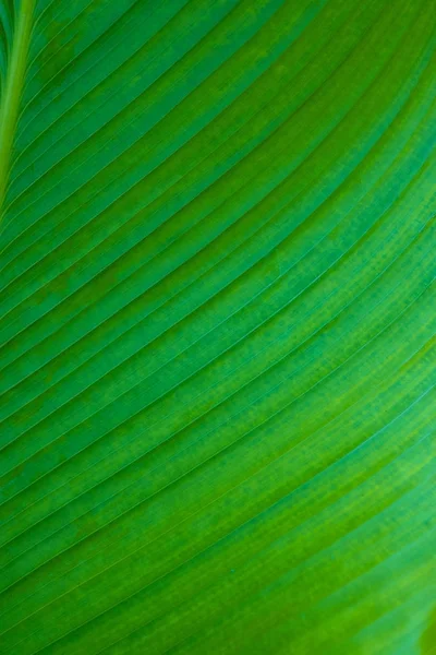 Closeup macro of green leaf texture. nature background. — Stock Photo, Image