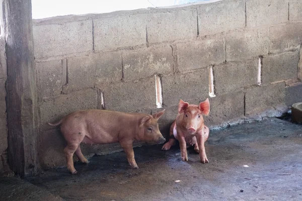 Grupo de porcos dormindo comendo na fazenda . — Fotografia de Stock