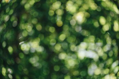 Ağaç arka plan soyut doğal yeşil bokeh. doğa defocu