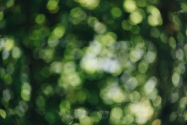 Abstrakte natürliche grüne Bokeh von Baumhintergrund. Natur defokussiert — Stockfoto