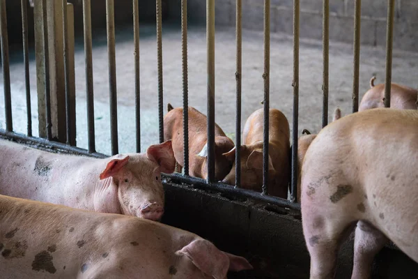 Grupo de porcos dormindo comendo na fazenda . — Fotografia de Stock