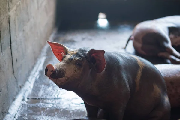 Group of pig sleeping eating in the farm. — Stock Photo, Image