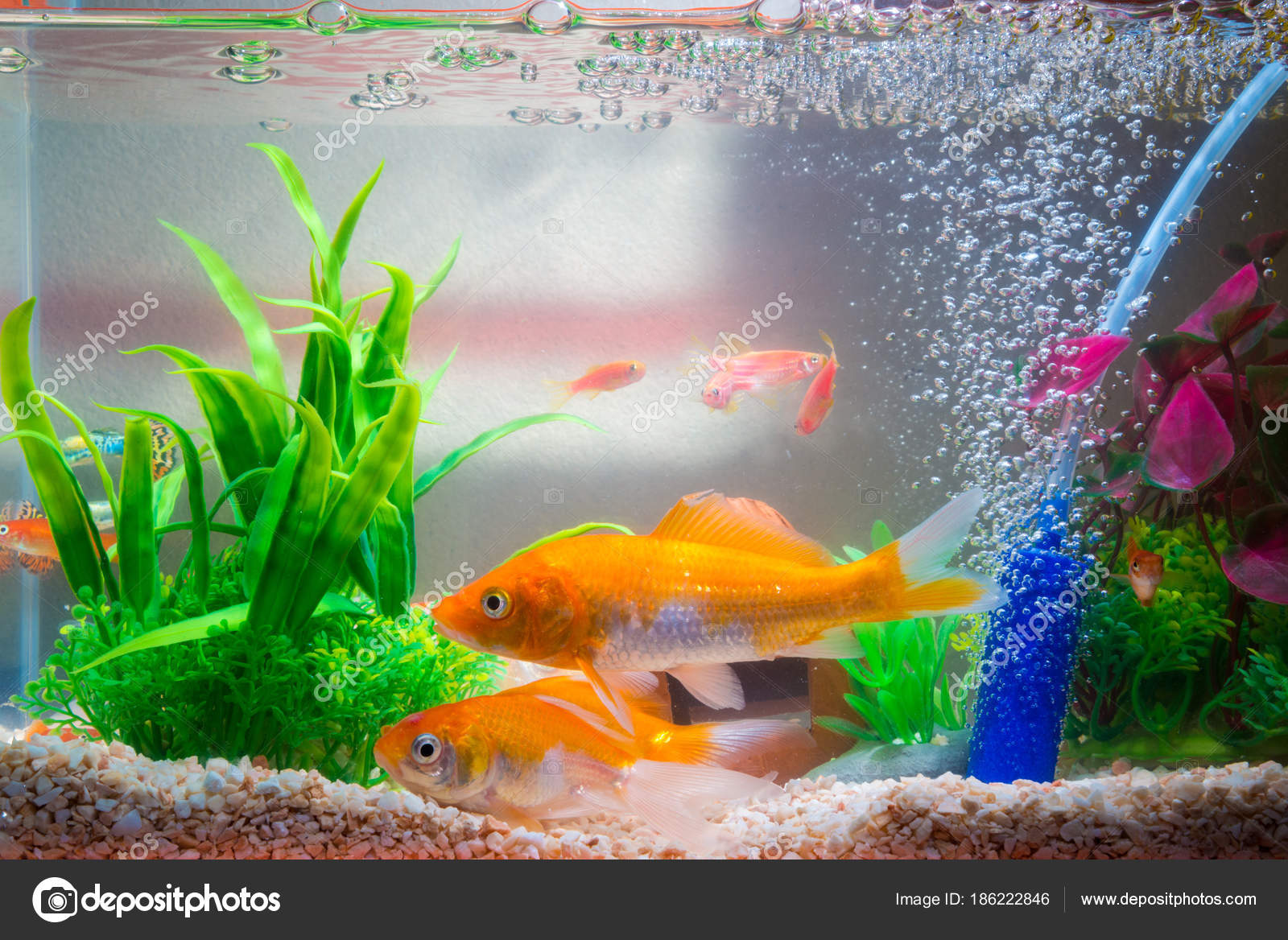 https://st3.depositphotos.com/4074693/18622/i/1600/depositphotos_186222846-stock-photo-little-fish-in-fish-tank.jpg