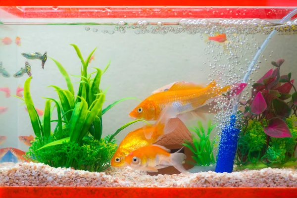 Liten fisk i fisk tank eller akvarium, guld fisk, guppy och röd f — Stockfoto