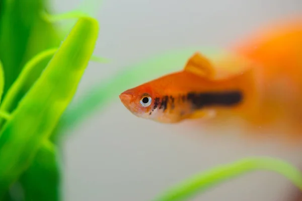 Peixe pequeno em aquário ou aquário, peixe dourado, guppy e vermelho f — Fotografia de Stock