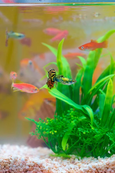 Peixe pequeno em aquário ou aquário, peixe dourado, guppy e vermelho f — Fotografia de Stock