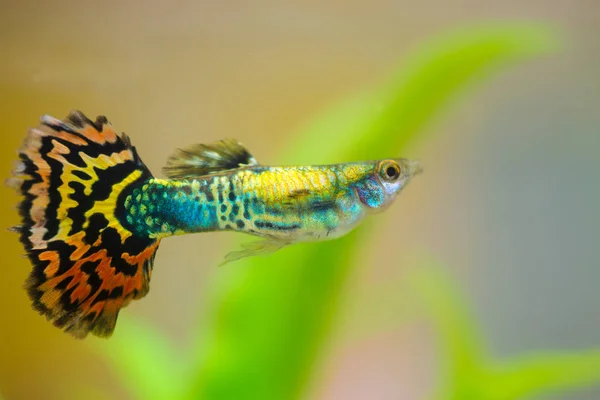 Little fish in fish tank or aquarium, gold fish, guppy and red f — Stock Photo, Image