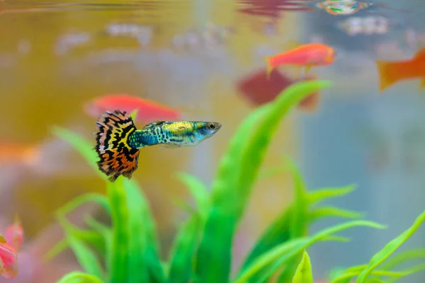 Peixe pequeno em aquário ou aquário, peixe dourado, guppy e vermelho f — Fotografia de Stock