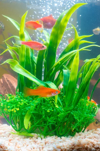 Kis piros hal hal tartály vagy Akvárium víz alatti b a zöld növény — Stock Fotó