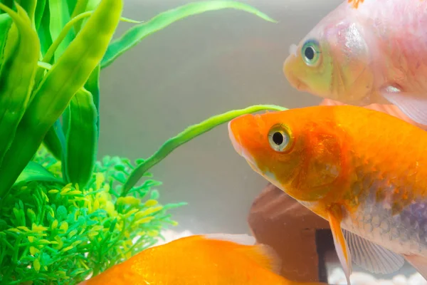 Liten fisk i fisk tank eller akvarium, guld fisk, guppy och röd f — Stockfoto