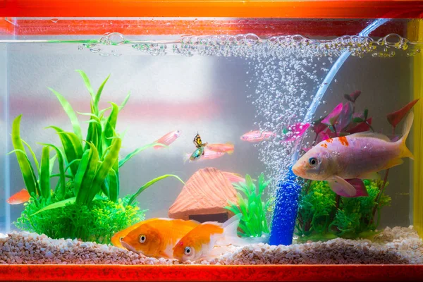 Kleine Fische im Aquarium oder Aquarium, Goldfische, Guppy und Rotbarsch — Stockfoto