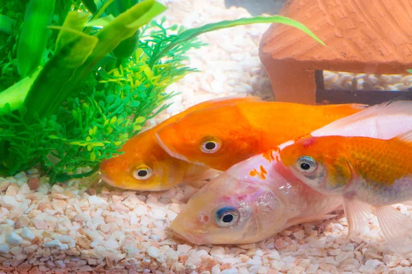 Liten fisk i fisk tank eller akvarium, guld fisk, guppy och röd f — Stockfoto