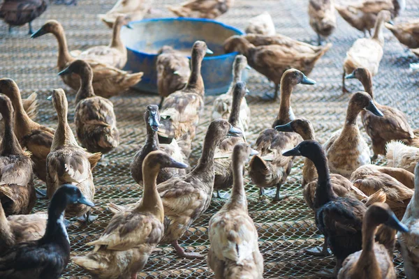 Grupo de patos en la granja, la agricultura tradicional en Tailandia . —  Fotos de Stock