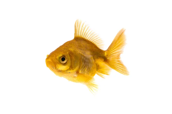 Goudvissen of goudvis geïsoleerd op witte achtergrond. — Stockfoto