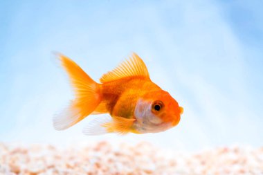 Altın balık veya taze Aqua sualtı yüzme yüzen Goldfish