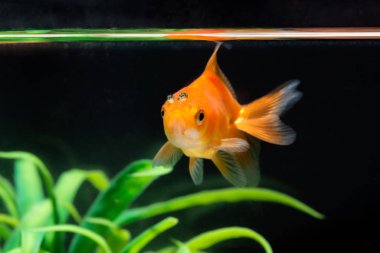 Altın balık veya taze Aqua sualtı yüzme yüzen Goldfish