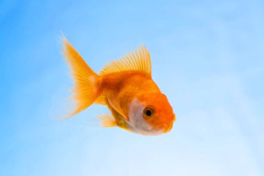 Altın balık veya taze Aqua sualtı yüzme yüzen Goldfish