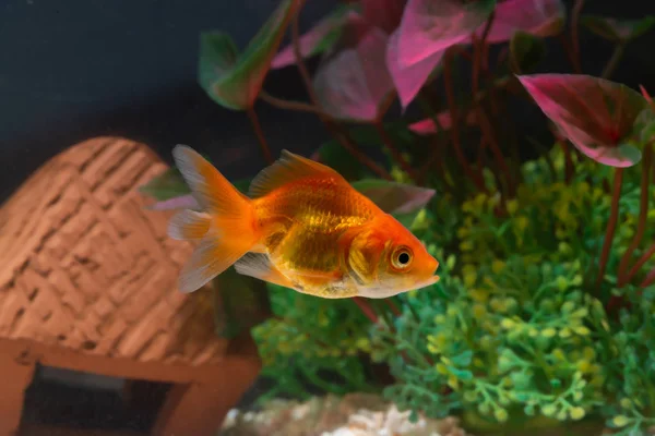 Złota ryba lub Goldfish pływające pływanie pod wodą w świeżej wodzie — Zdjęcie stockowe