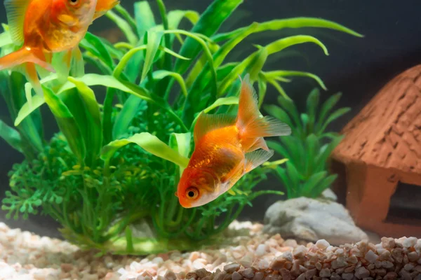 Peixe dourado ou peixinho dourado flutuando subaquático em aqua fresco — Fotografia de Stock