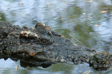 Yosun dolu bataklıkta timsah, tehlikeli bir hayvan.