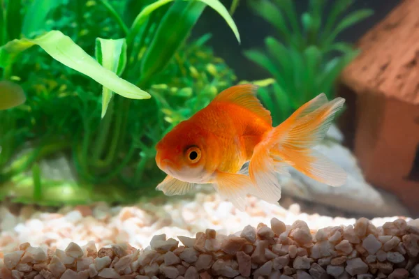 Gold fish or goldfish floating swimming underwater in fresh aquarium tank with green plant. marine life.